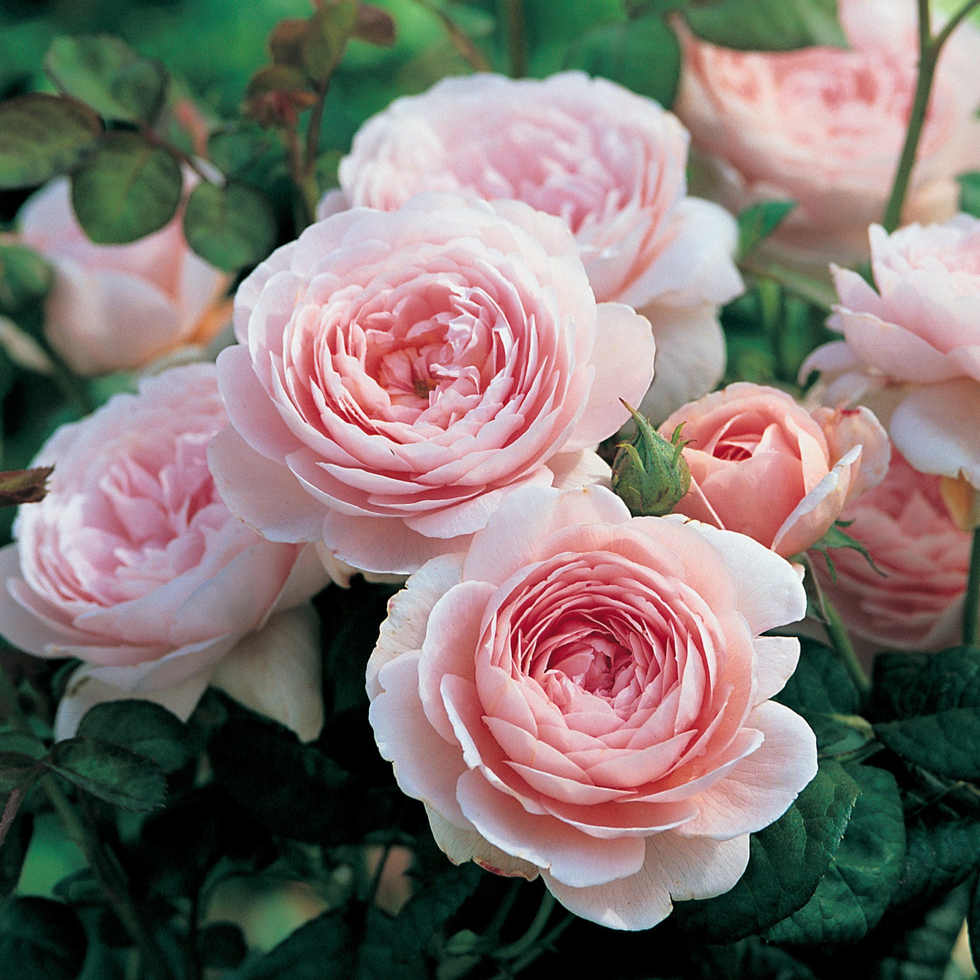 Detail Foto Bunga Mawar Pink Tercantik Nomer 42