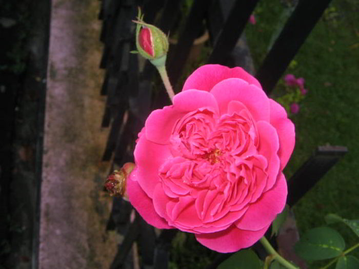 Detail Foto Bunga Mawar Pink Tercantik Nomer 53