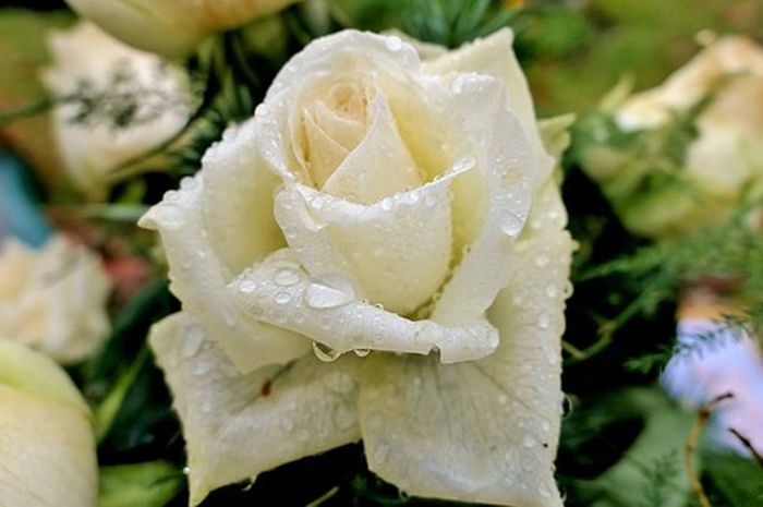 Detail Foto Bunga Mawar Putih Nomer 36