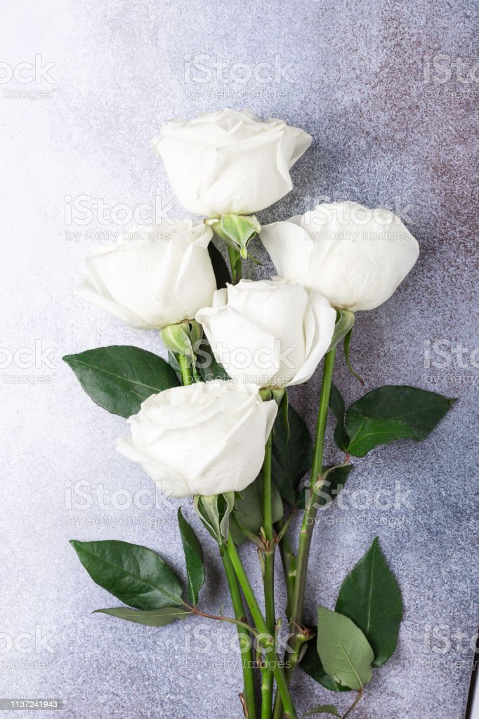 Detail Foto Bunga Mawar Putih Nomer 45