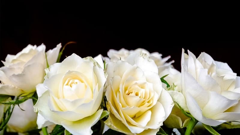 Detail Foto Bunga Mawar Putih Nomer 9
