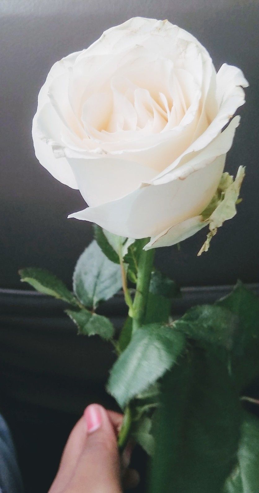 Detail Foto Bunga Mawar Putih Cantik Nomer 2