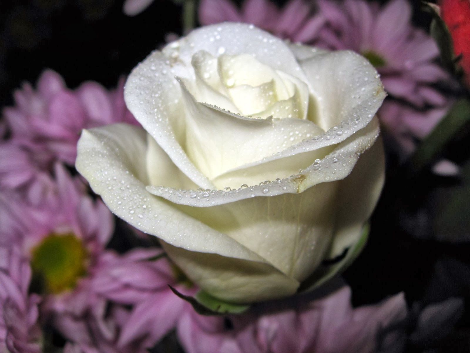 Detail Foto Bunga Mawar Putih Cantik Nomer 17