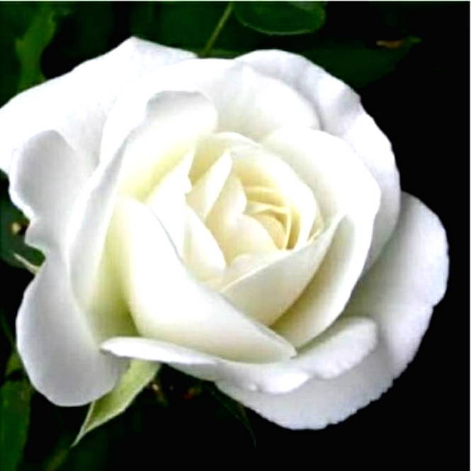 Detail Foto Bunga Mawar Putih Cantik Nomer 20