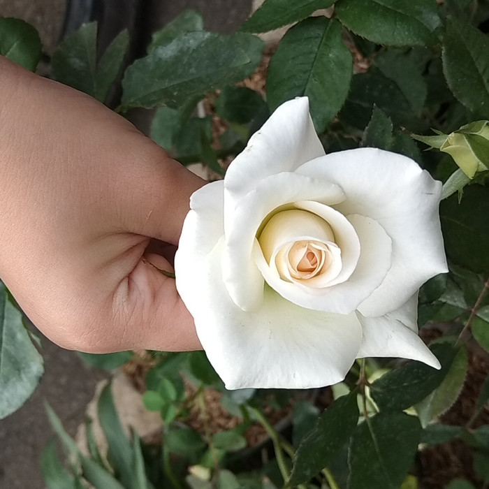 Detail Foto Bunga Mawar Putih Cantik Nomer 25