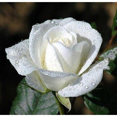 Detail Foto Bunga Mawar Putih Cantik Nomer 32