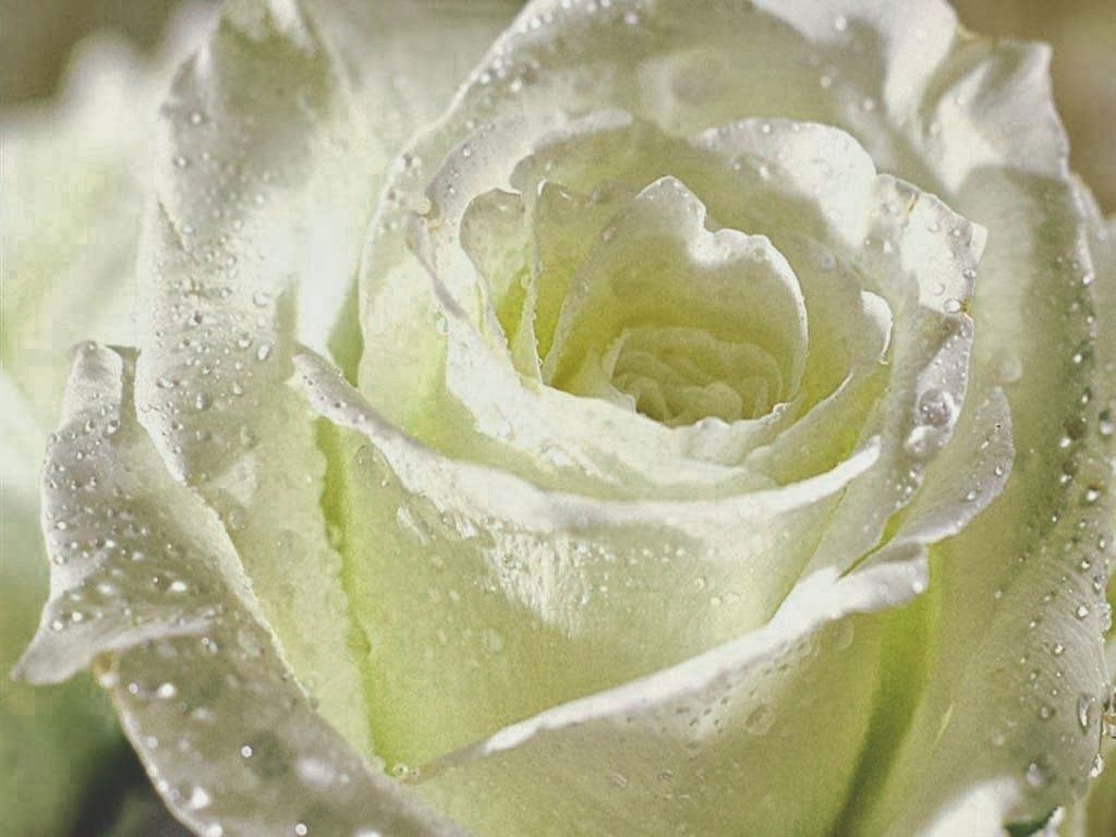 Detail Foto Bunga Mawar Putih Cantik Nomer 5