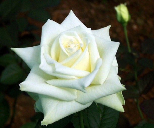 Detail Foto Bunga Mawar Putih Cantik Nomer 37
