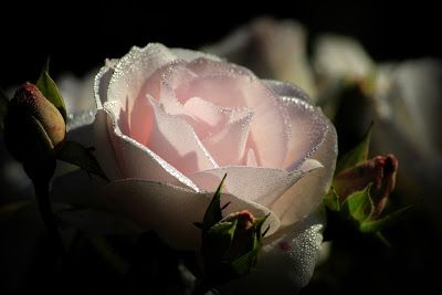 Detail Foto Bunga Mawar Putih Cantik Nomer 44