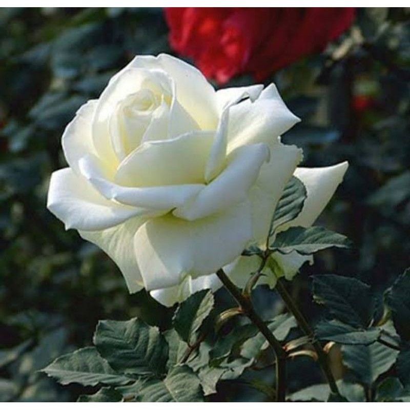 Detail Foto Bunga Mawar Putih Cantik Nomer 6