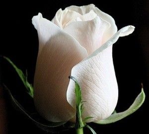 Detail Foto Bunga Mawar Putih Cantik Nomer 45