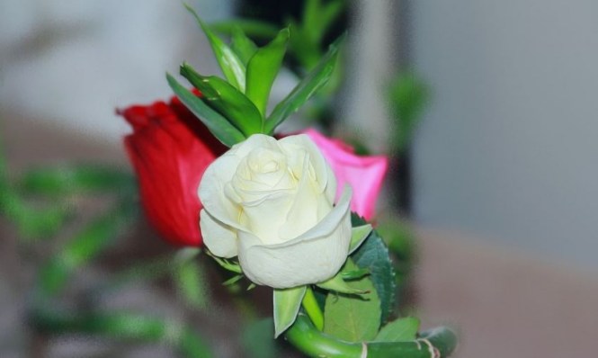 Detail Foto Bunga Mawar Putih Cantik Nomer 51