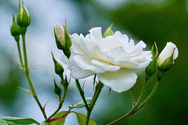 Detail Foto Bunga Mawar Putih Cantik Nomer 7