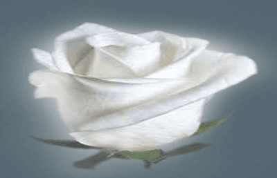 Detail Foto Bunga Mawar Putih Dan Puisi Nomer 6