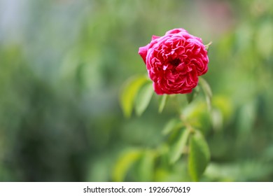 Detail Foto Bunga Mawar Yang Indah Nomer 30