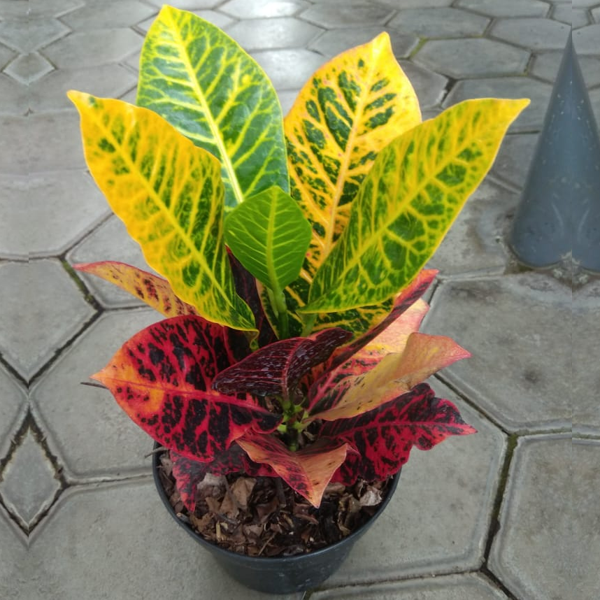 Foto Bunga Puring - KibrisPDR