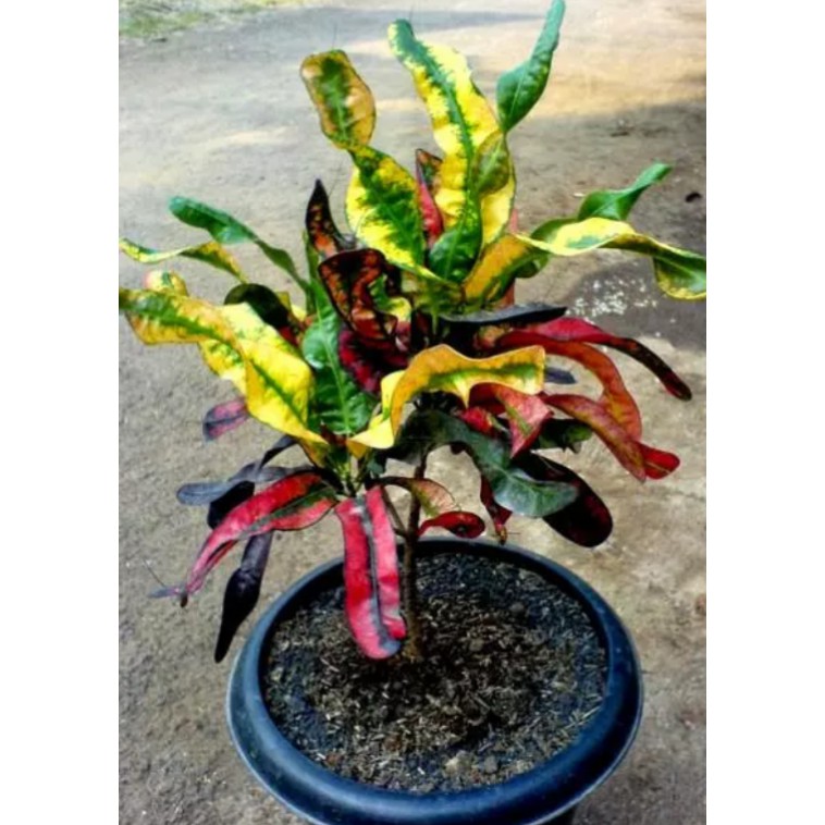 Detail Foto Bunga Puring Nomer 3