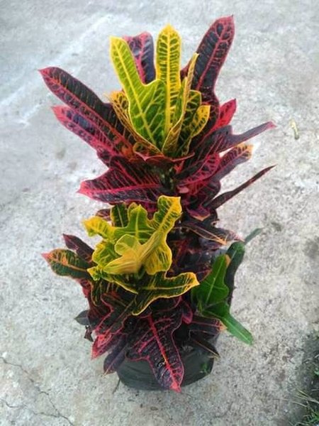 Detail Foto Bunga Puring Nomer 34