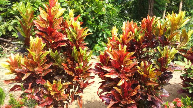 Detail Foto Bunga Puring Nomer 7