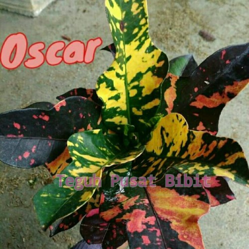 Detail Foto Bunga Puring Nomer 9