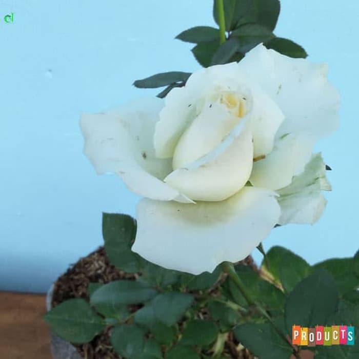 Detail Foto Bunga Putih Nomer 24