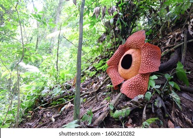 Detail Foto Bunga Rafflesia Nomer 22