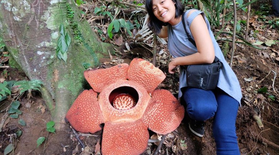 Detail Foto Bunga Rafflesia Nomer 38