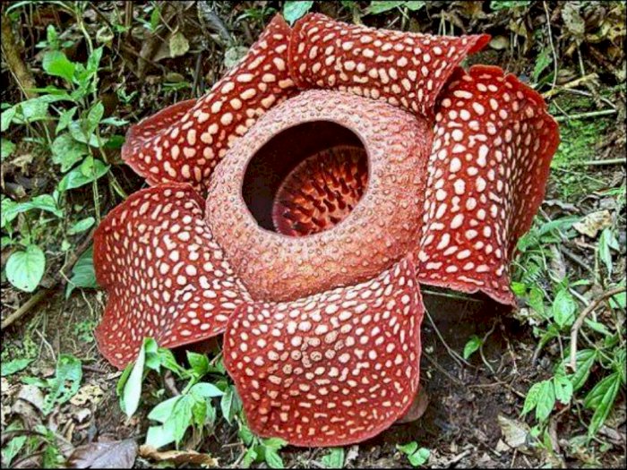 Detail Foto Bunga Rafflesia Arnoldi Nomer 9