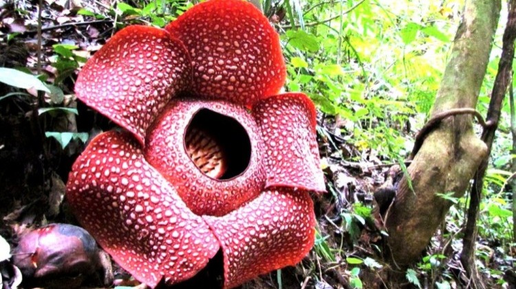 Detail Foto Bunga Rafflesia Arnoldi Nomer 15