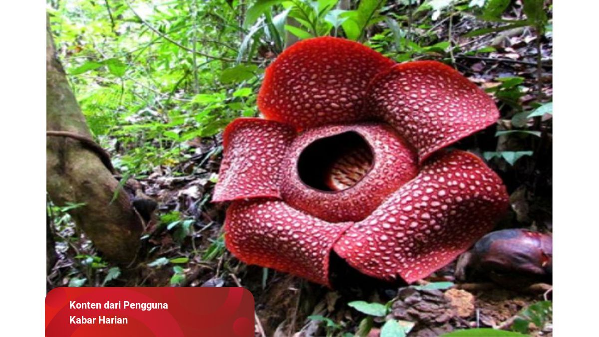 Detail Foto Bunga Rafflesia Arnoldi Nomer 16