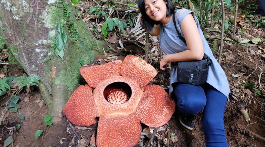 Detail Foto Bunga Rafflesia Arnoldi Nomer 28