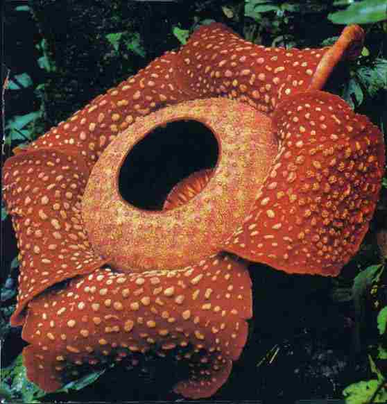 Detail Foto Bunga Rafflesia Arnoldi Nomer 35