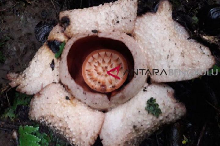 Detail Foto Bunga Rafflesia Arnoldi Nomer 36