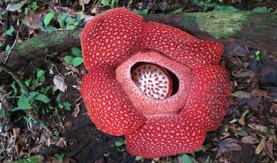 Detail Foto Bunga Rafflesia Arnoldi Nomer 41