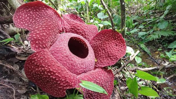 Detail Foto Bunga Rafflesia Arnoldi Nomer 44