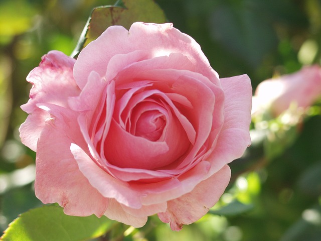 Detail Foto Bunga Rose Pink Nomer 2