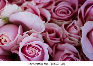 Detail Foto Bunga Rose Pink Nomer 19