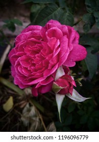 Detail Foto Bunga Rose Pink Nomer 25
