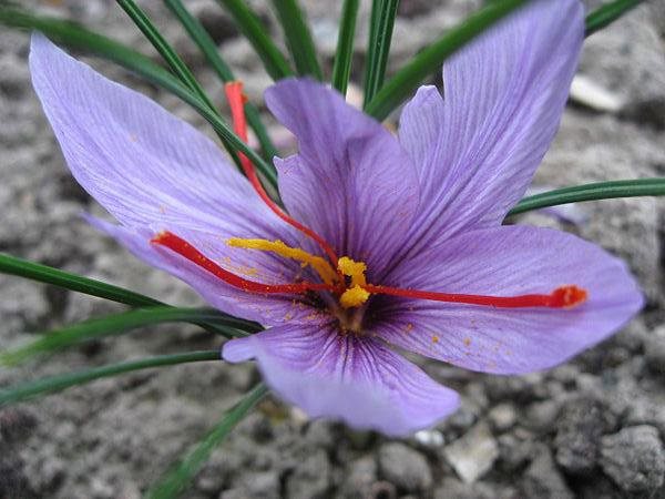 Foto Bunga Saffron - KibrisPDR