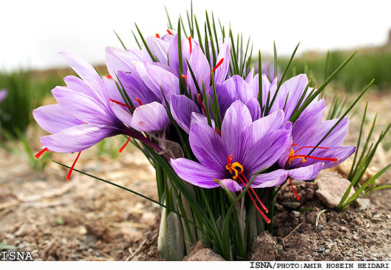 Detail Foto Bunga Saffron Nomer 7