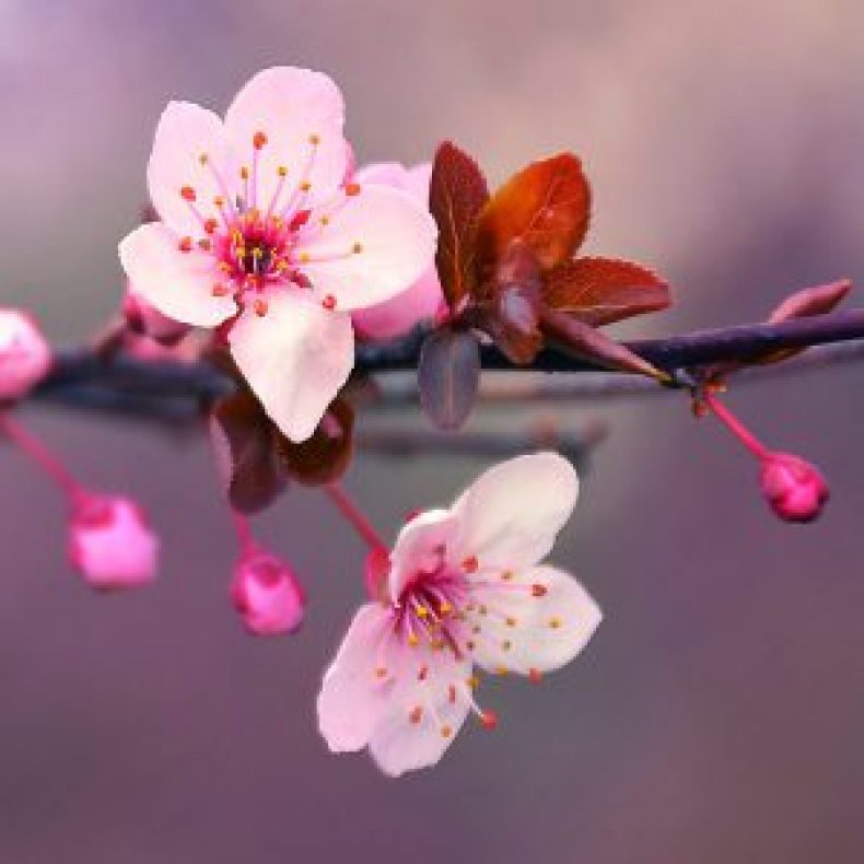 Detail Foto Bunga Sakura Nomer 31