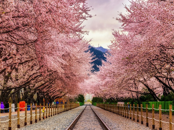 Detail Foto Bunga Sakura Di Korea Nomer 18