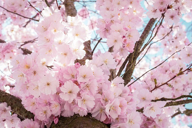 Detail Foto Bunga Sakura Di Korea Nomer 19