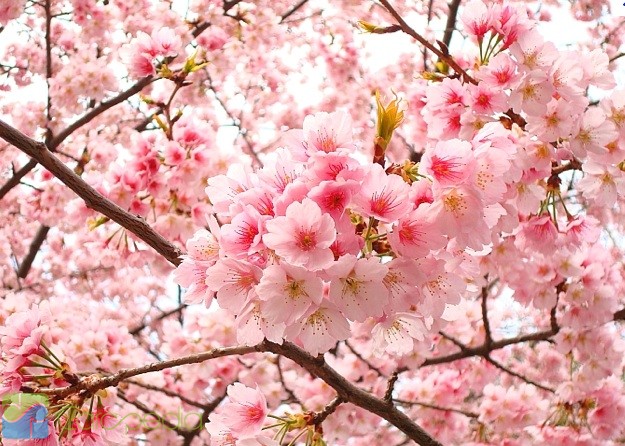 Detail Foto Bunga Sakura Di Korea Nomer 24