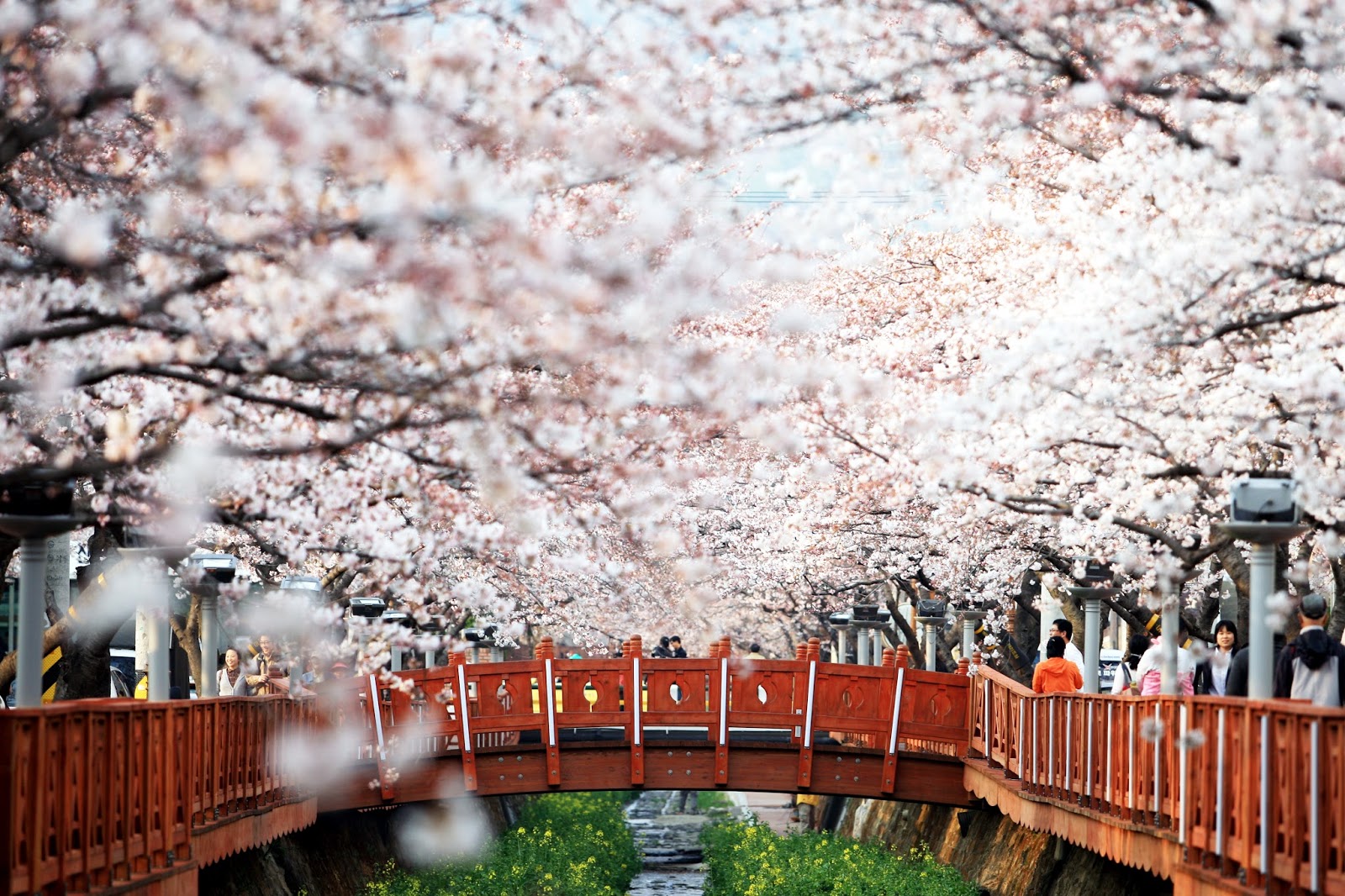 Detail Foto Bunga Sakura Di Korea Nomer 28