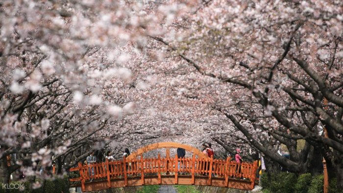 Detail Foto Bunga Sakura Di Korea Nomer 31