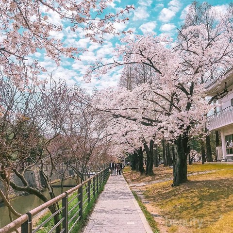 Detail Foto Bunga Sakura Di Korea Nomer 39