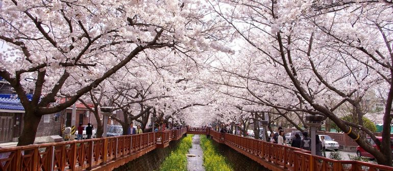 Detail Foto Bunga Sakura Di Korea Nomer 40