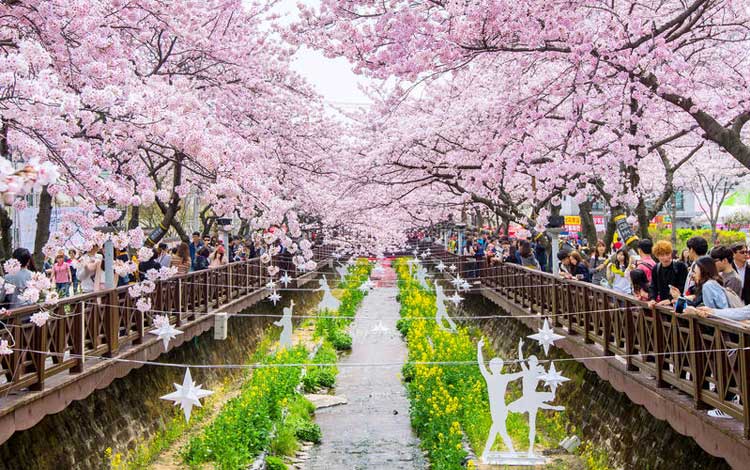 Detail Foto Bunga Sakura Di Korea Nomer 44