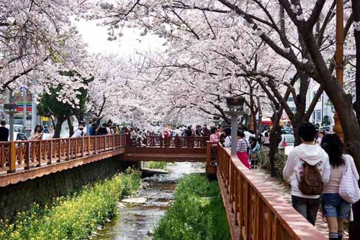 Detail Foto Bunga Sakura Di Korea Nomer 45